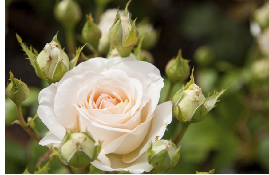 Les Roses Baptisées En 2016 Société Nationale D