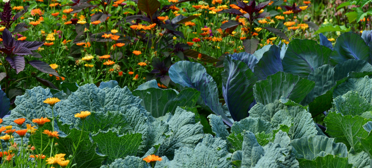 enquête économique potager