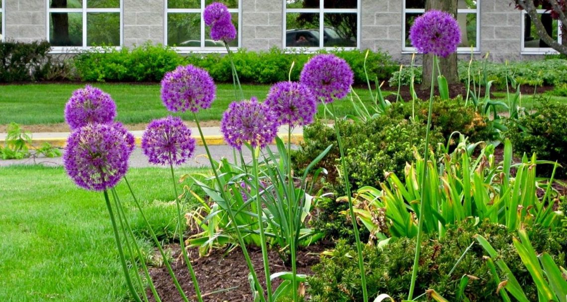 ail géant société nationale d horticulture de france