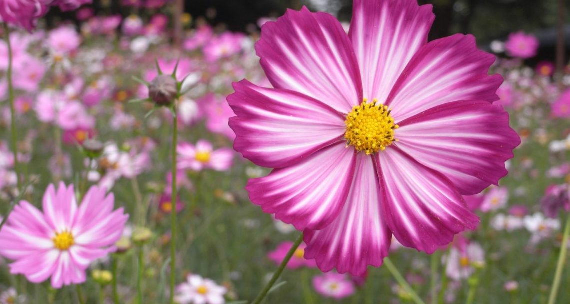 cosmos-soci-t-nationale-d-horticulture-de-france