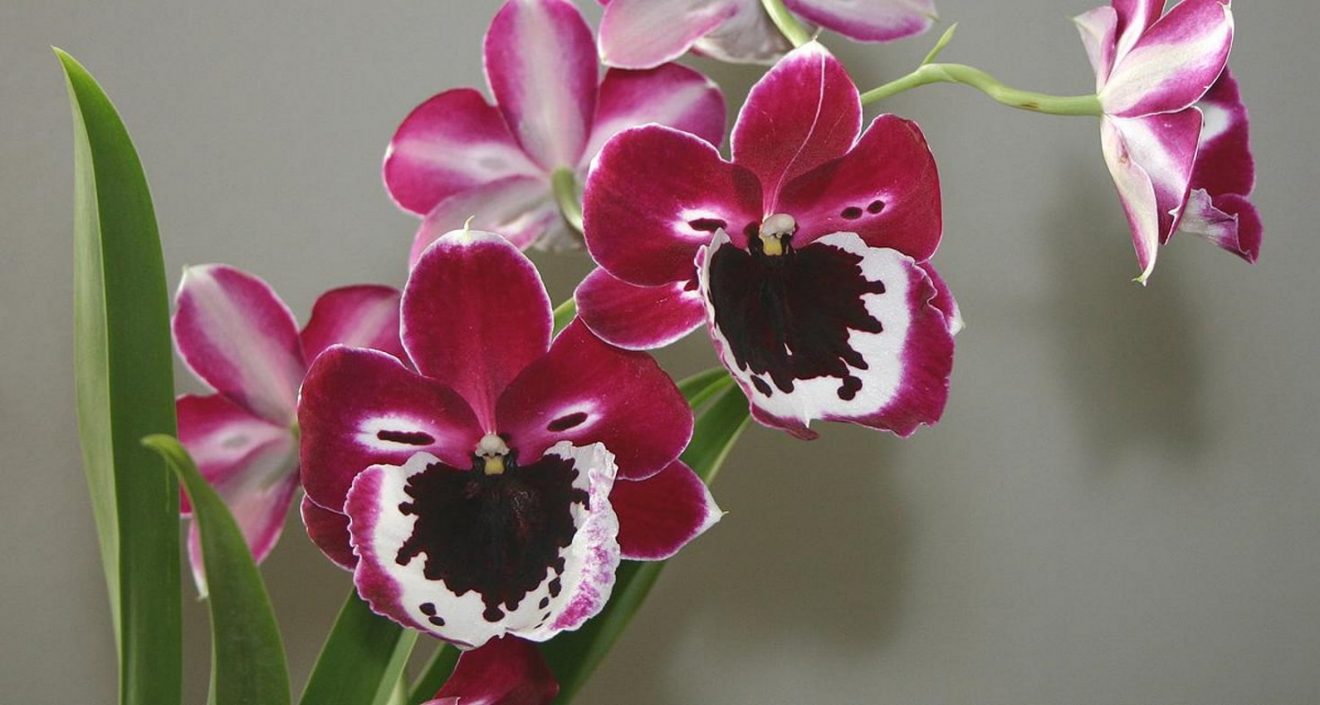 Miltonia Ou «orchidées Pensées» - Société Nationale D'Horticulture De ...