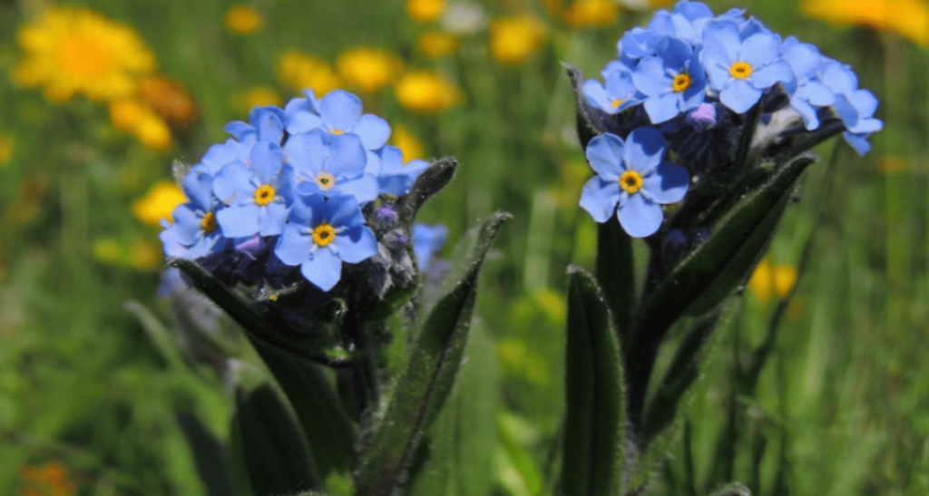 Myosotis Soci T Nationale D Horticulture De France