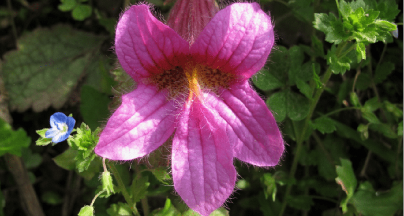 rehmannia-soci-t-nationale-d-horticulture-de-france