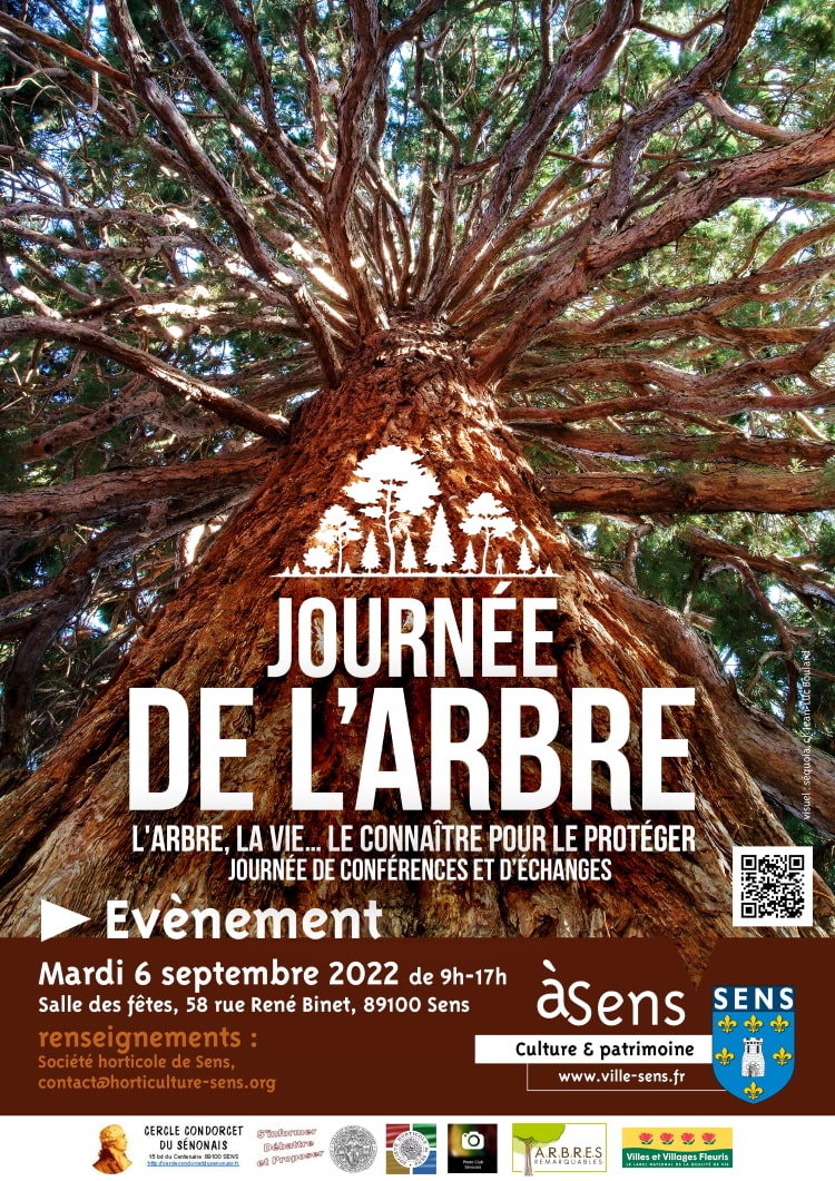 Réflexion d'arbre Poster