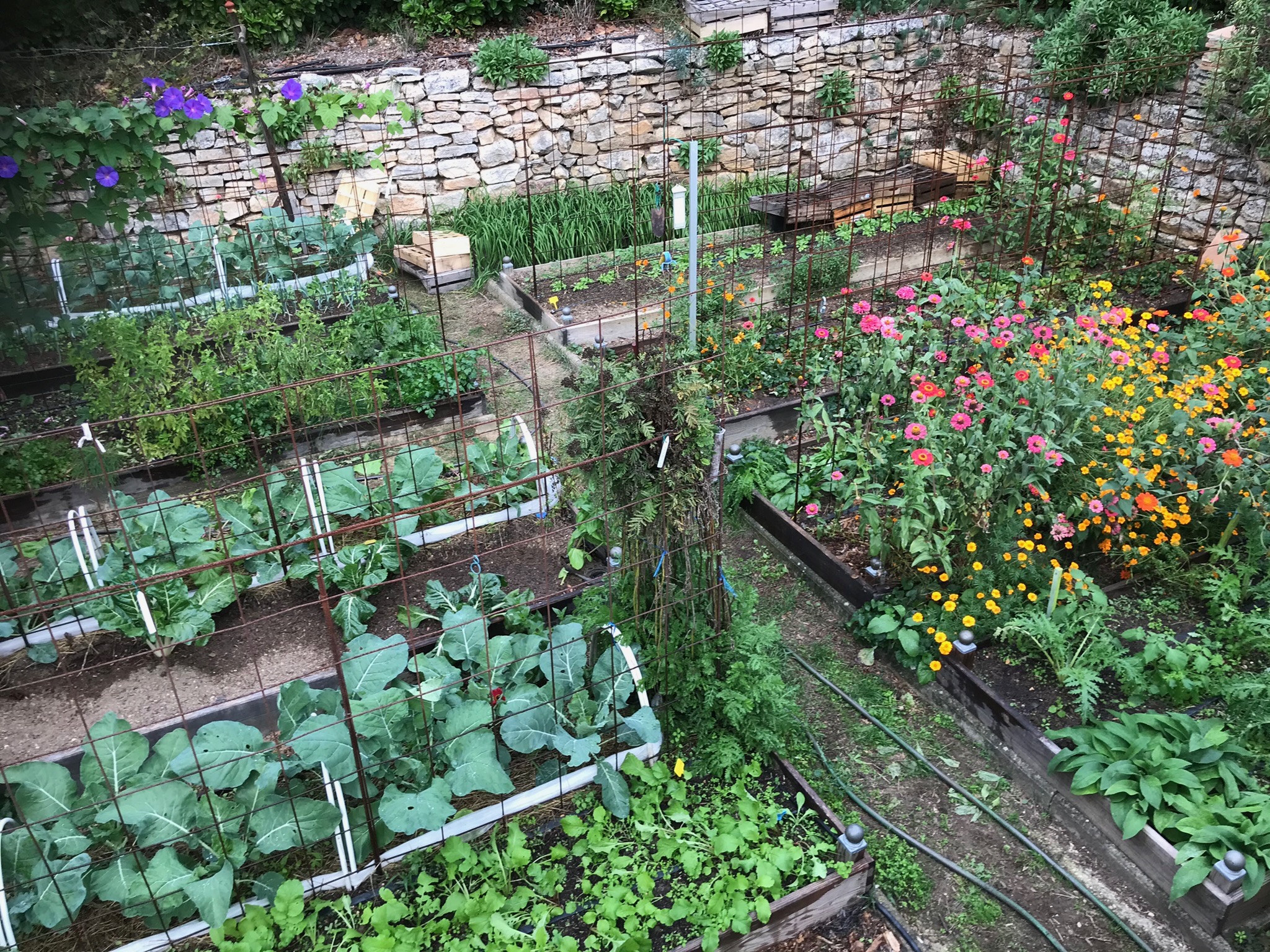 Dossier : ces légumes insolites pour votre jardin !